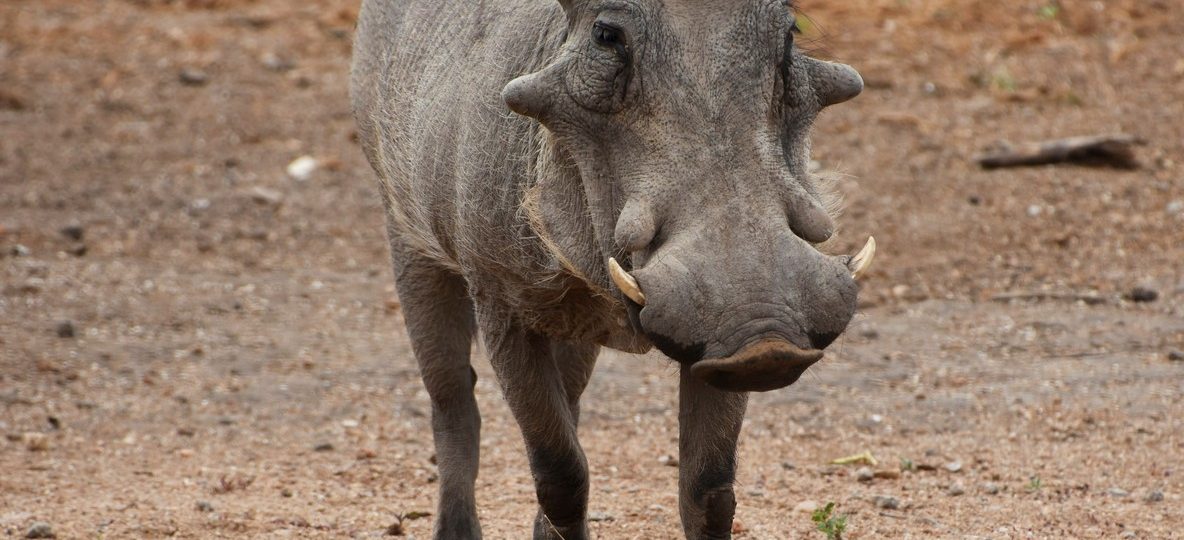 Samburu, Kenya
