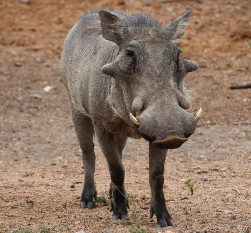 Samburu, Kenya