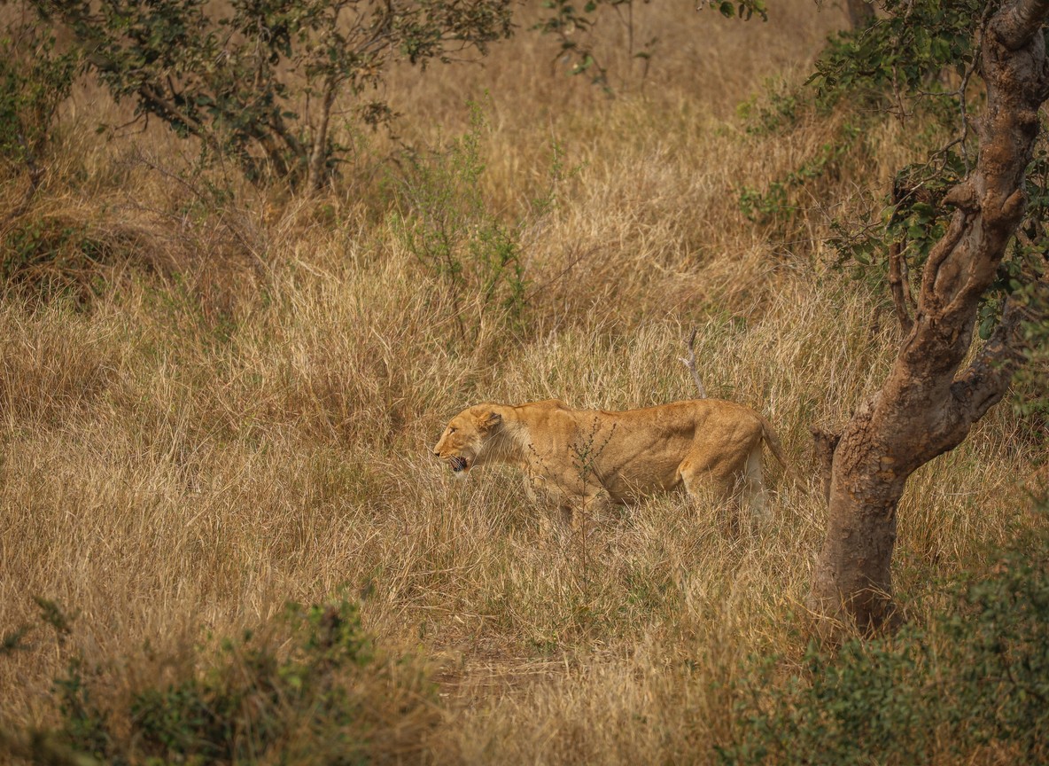 Samburu, Kenya