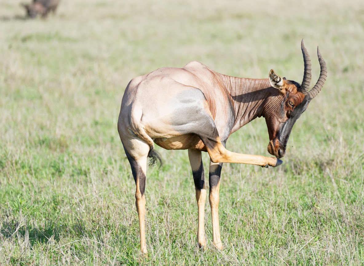 northern Kenya