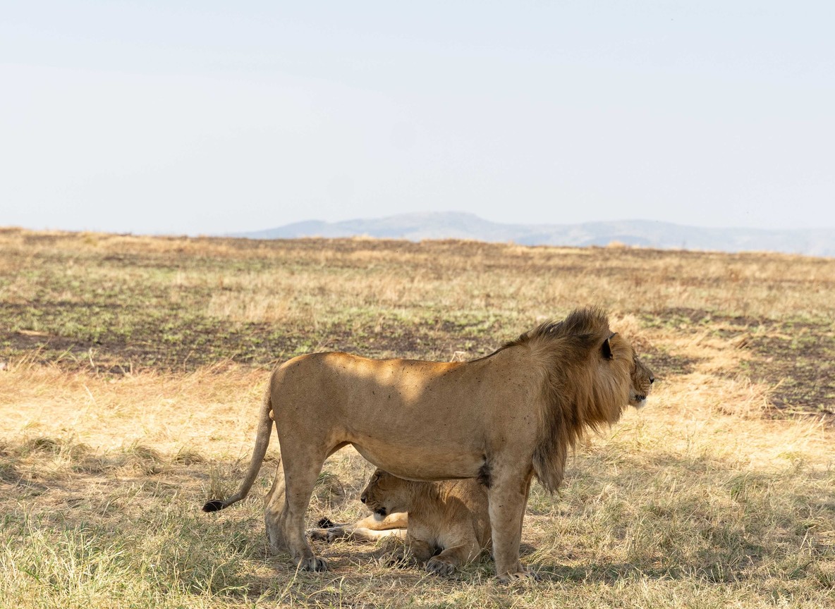 dry season dust in golden light