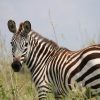A plains zebra standing alert on open grassland below a volcanic peak in Kenya, the kind of animal a zebra rescue mount longonot kenya callout exists to protect