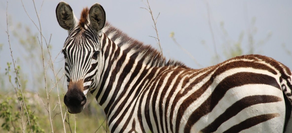 A plains zebra standing alert on open grassland below a volcanic peak in Kenya, the kind of animal a zebra rescue mount longonot kenya callout exists to protect