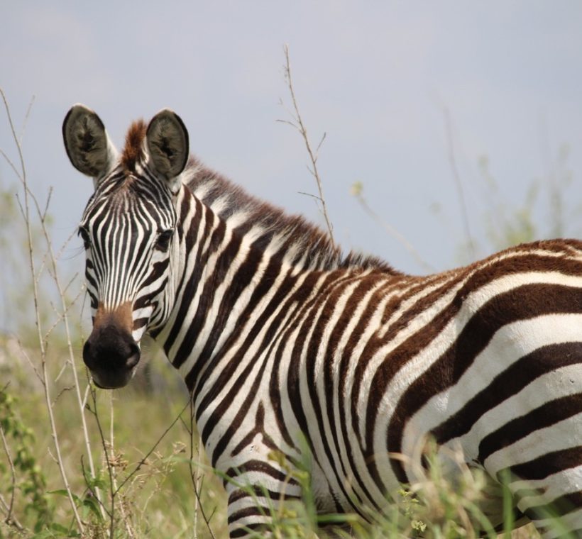 A plains zebra standing alert on open grassland below a volcanic peak in Kenya, the kind of animal a zebra rescue mount longonot kenya callout exists to protect