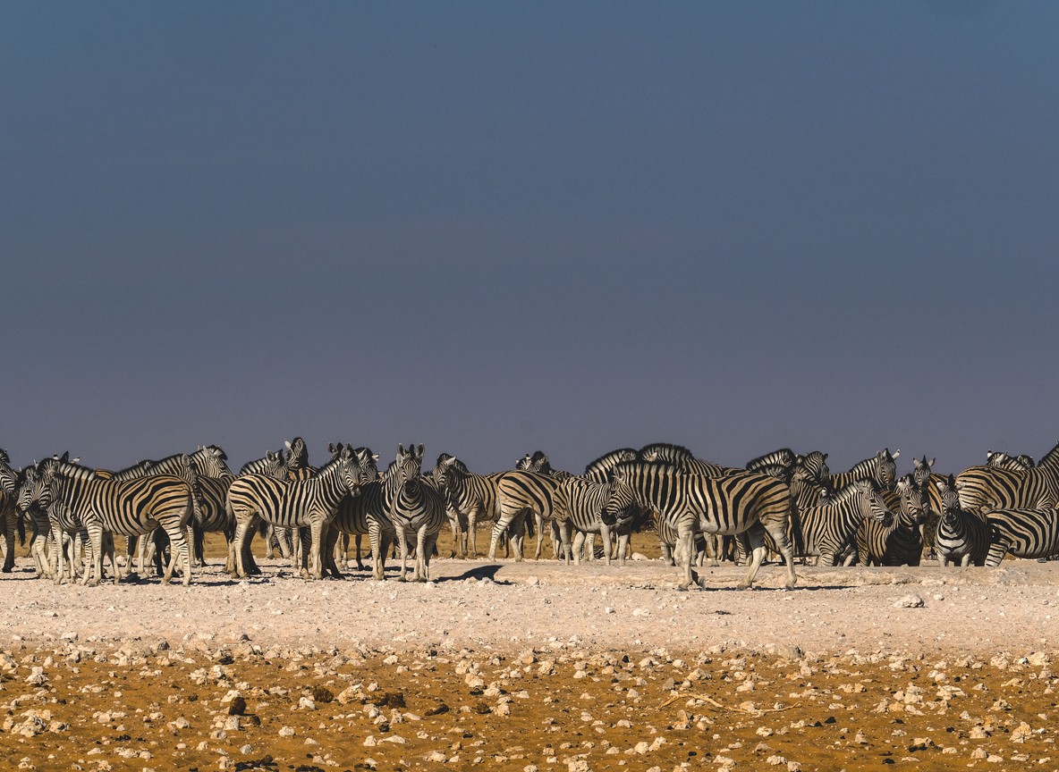 A small group of plains zebra grazing on open Rift Valley grassland with a volcanic peak visible in the distance in Kenya