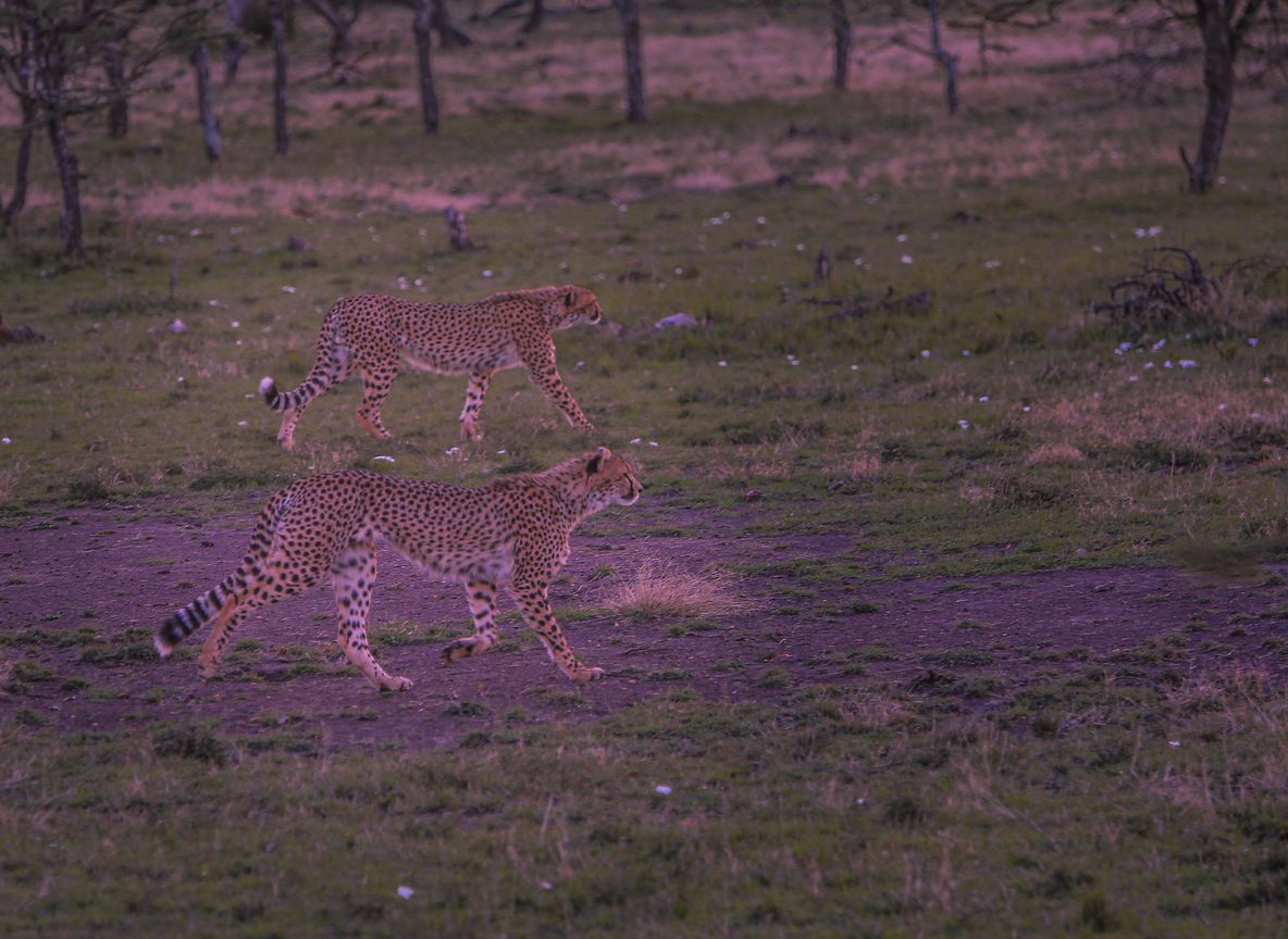 Cheetah scanning the plains in Kenya