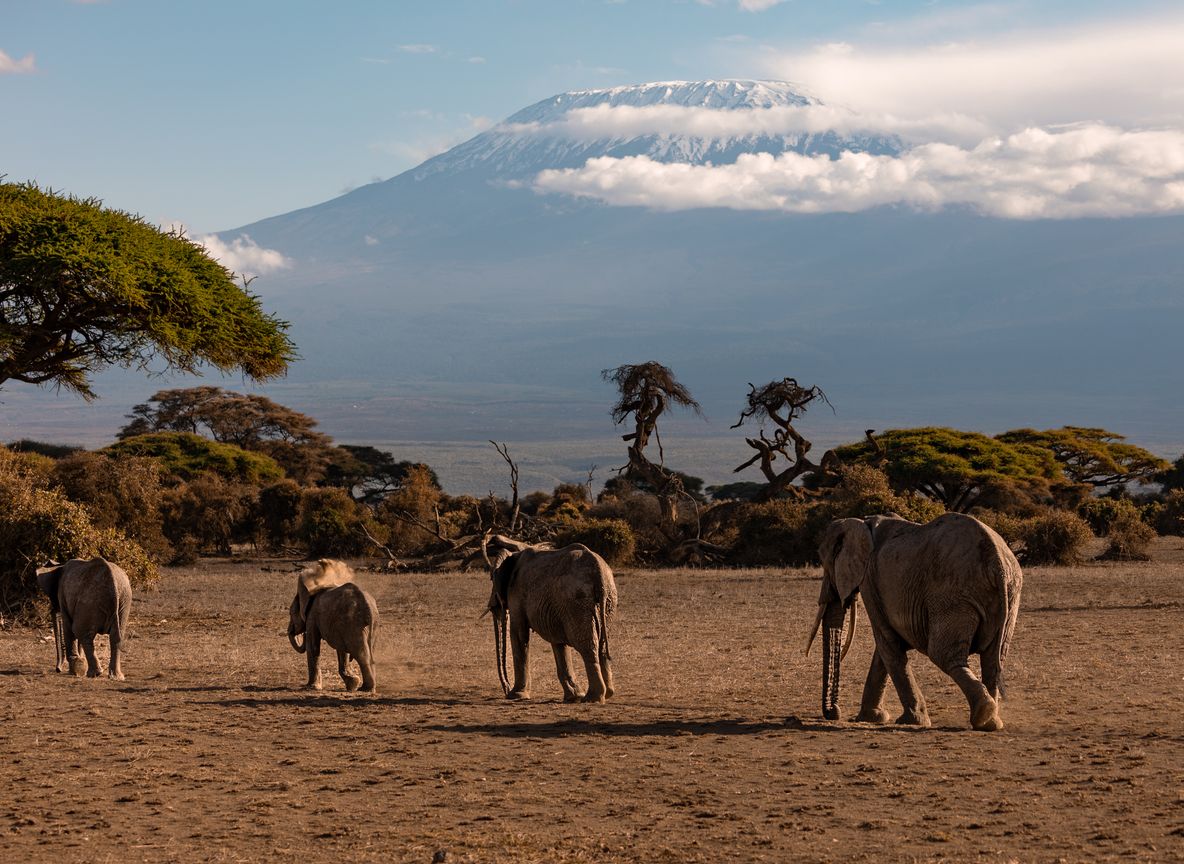 Elephants in Amboseli with Kilimanjaro behind