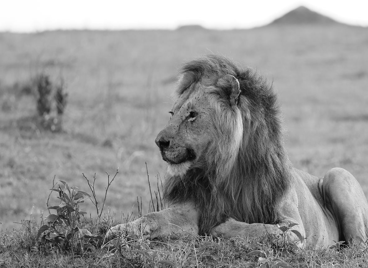 Lion resting on the Masai Mara plains